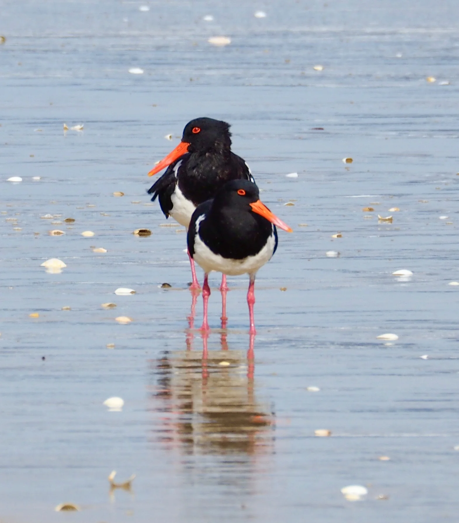 Pied Oystercatchers (1).jpeg