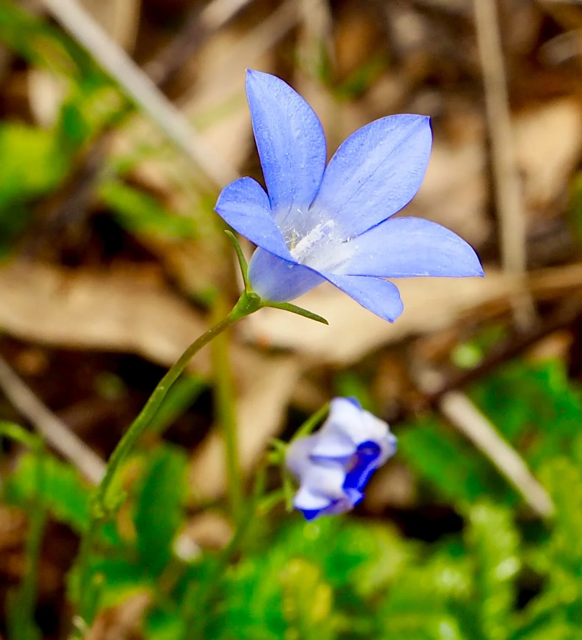Wahlenbergia.jpeg