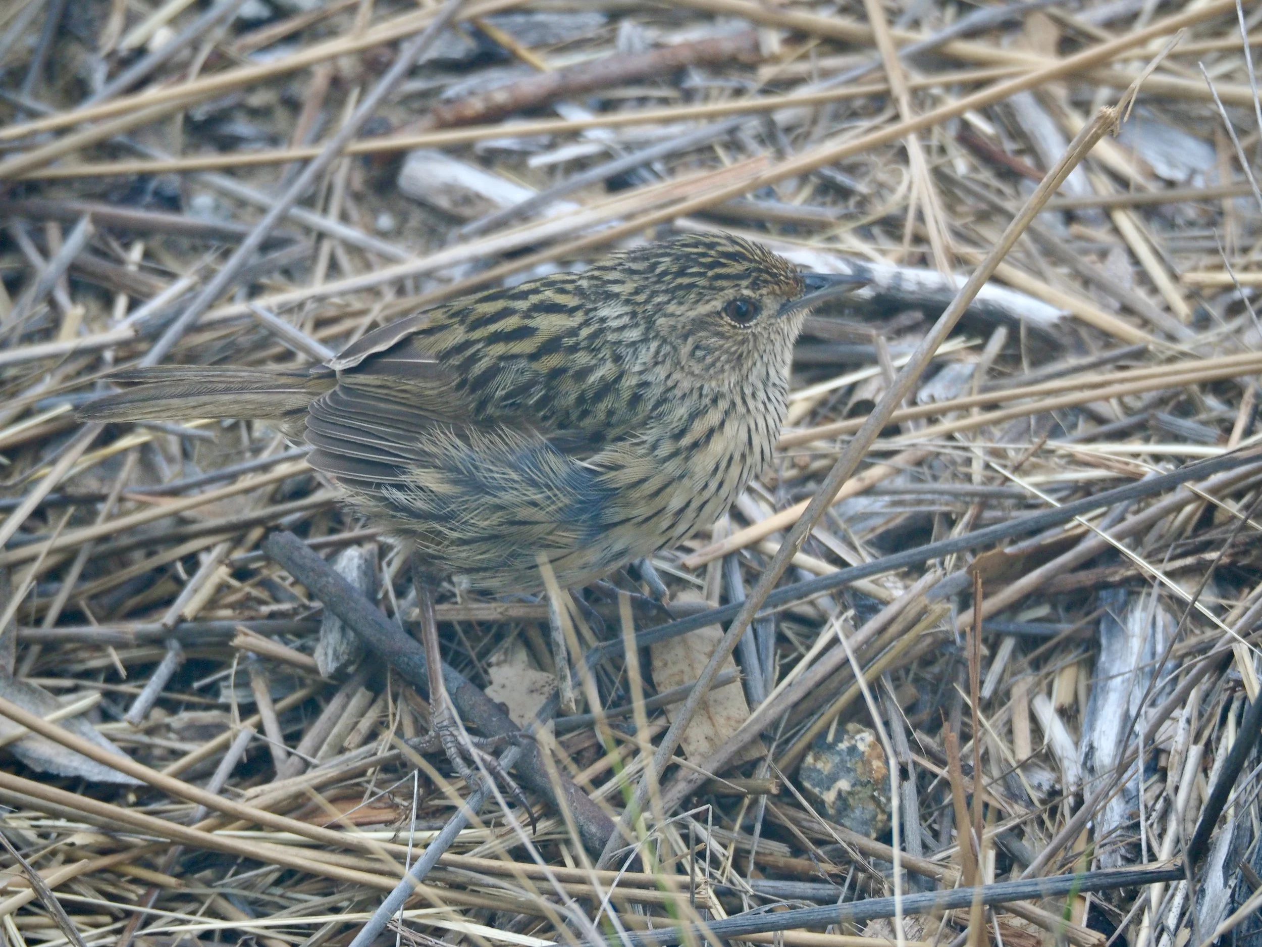 Striated Field Wren Dolphin Sands.jpeg