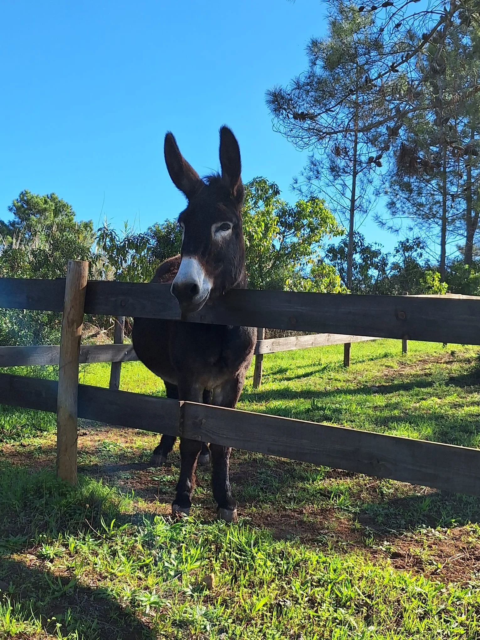 Omdat goed verzorgd in een mooi veld staan niet meer genoeg is 