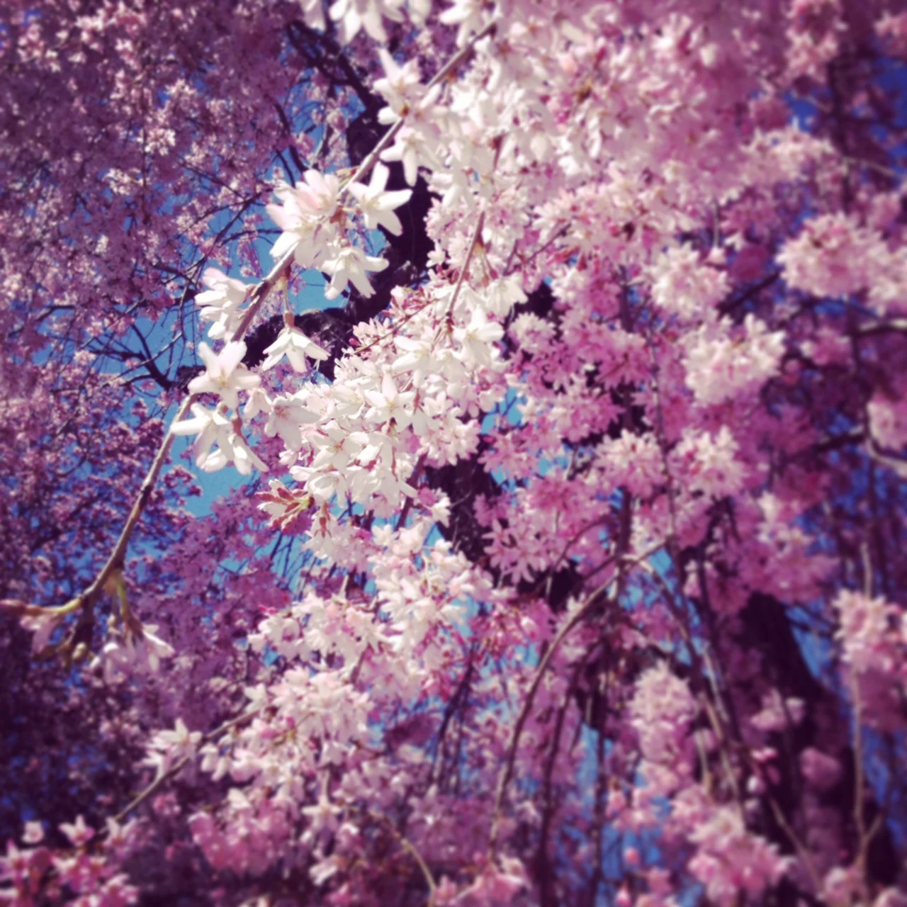 DC Is Blooming. No Turning Back.