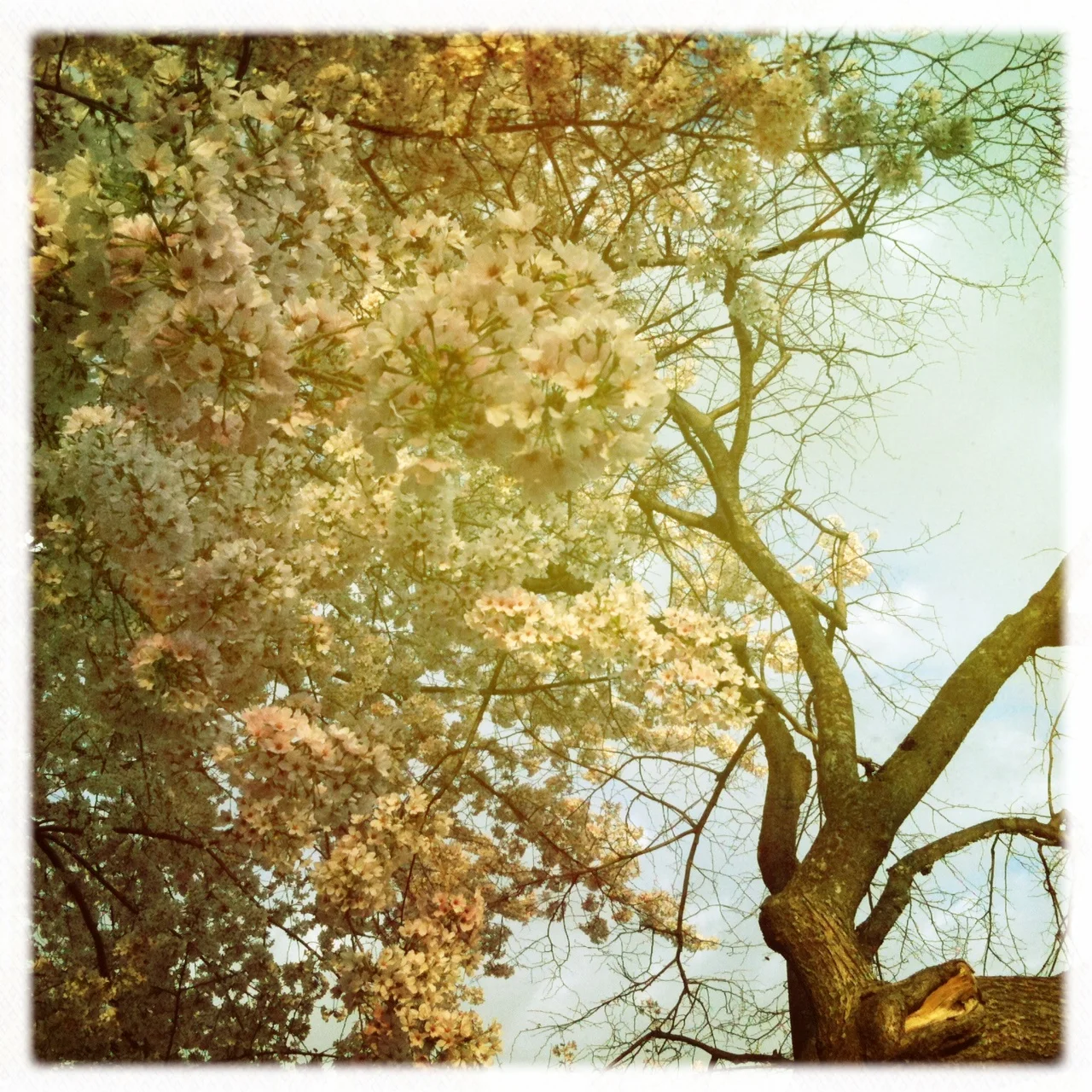 Washington Through Rose-Colored Glasses