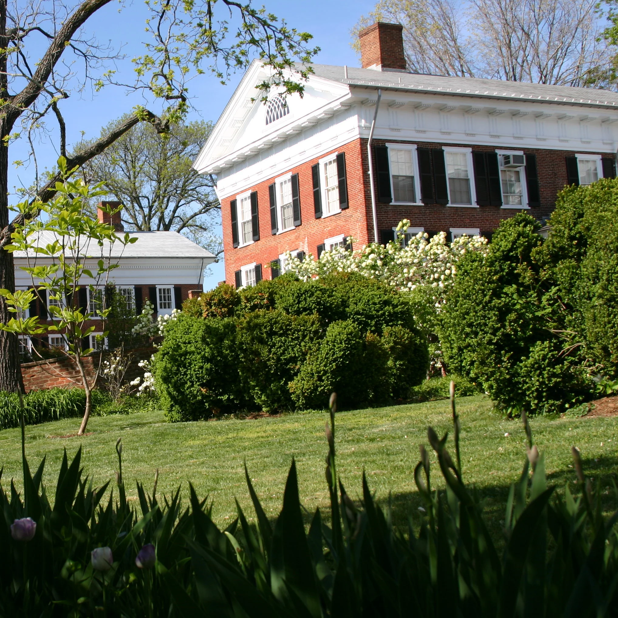 Map of Mornings: Springtime on the Grounds of UVA