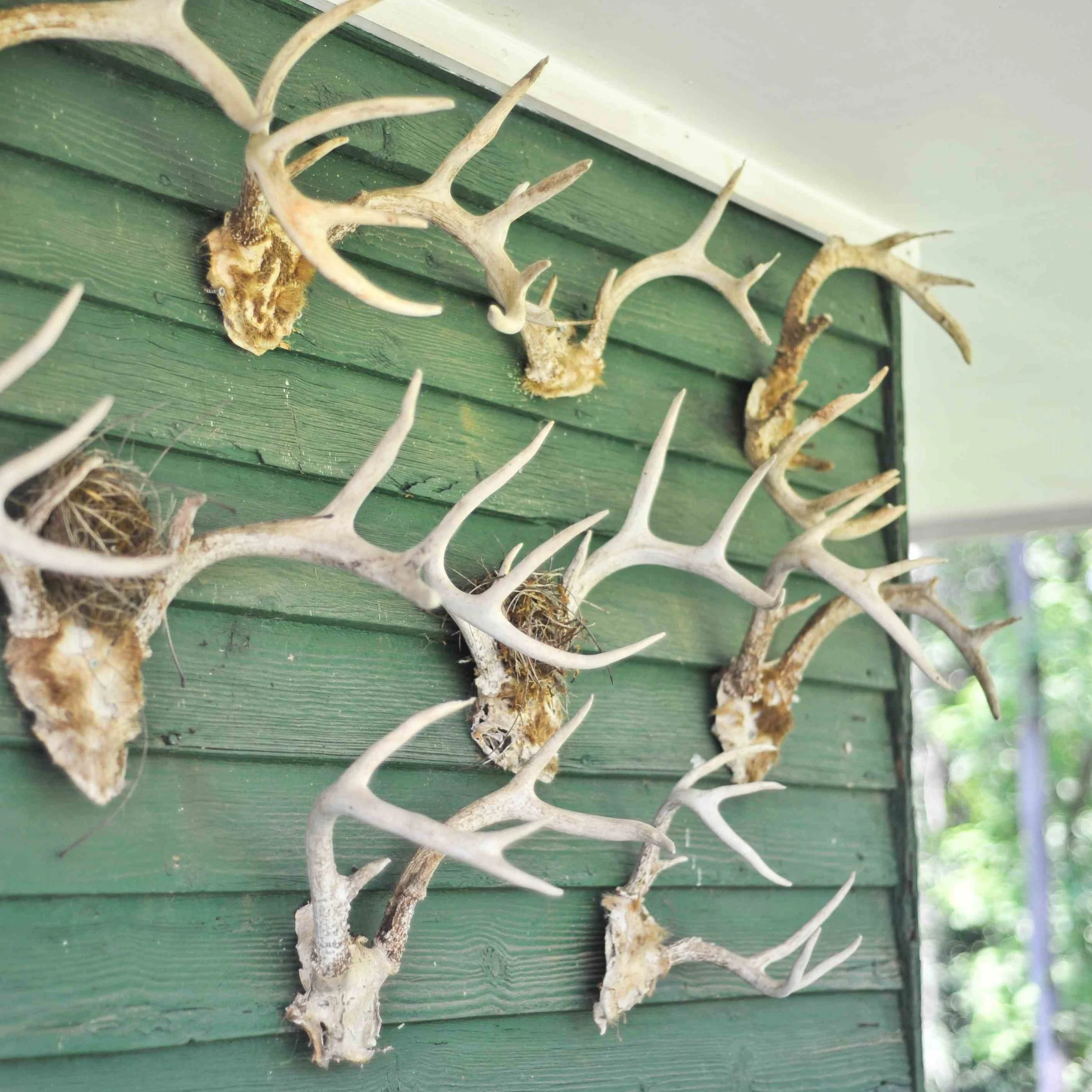 At Home in the Green Cabin