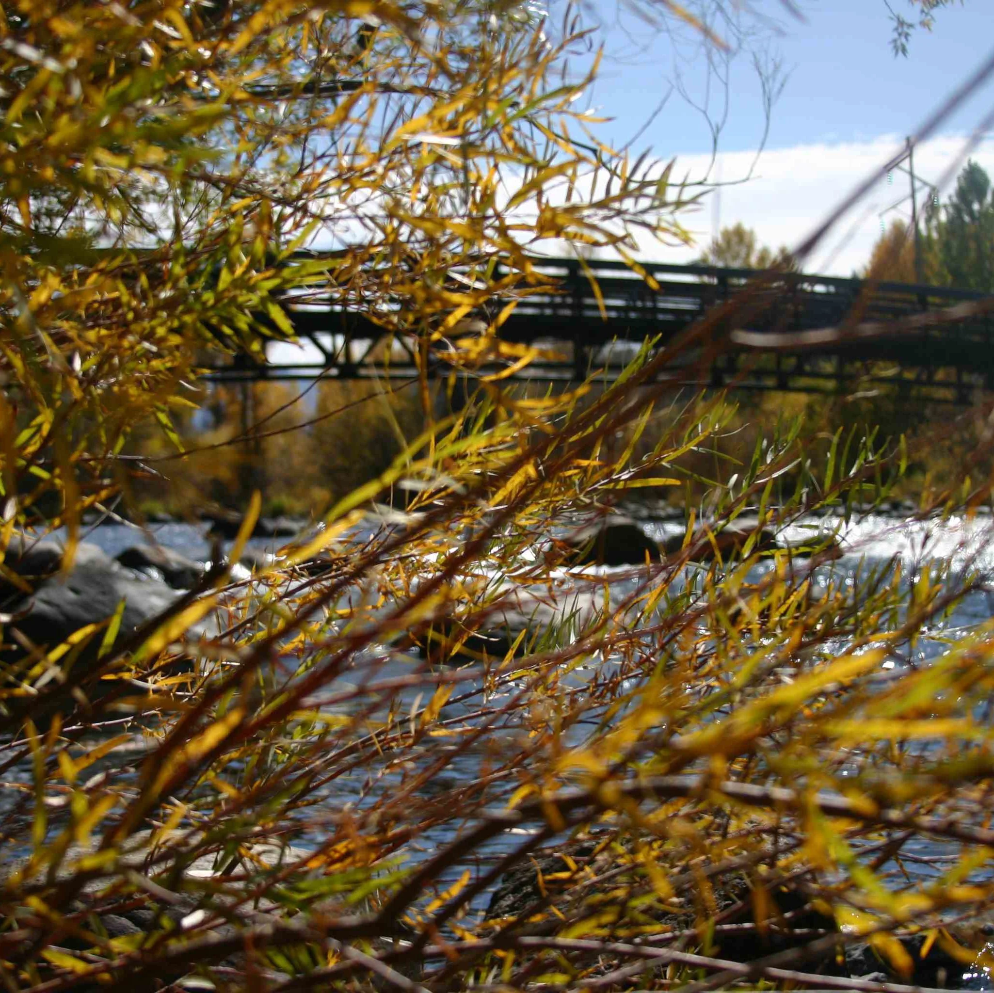 Golden Days in Steamboat Springs