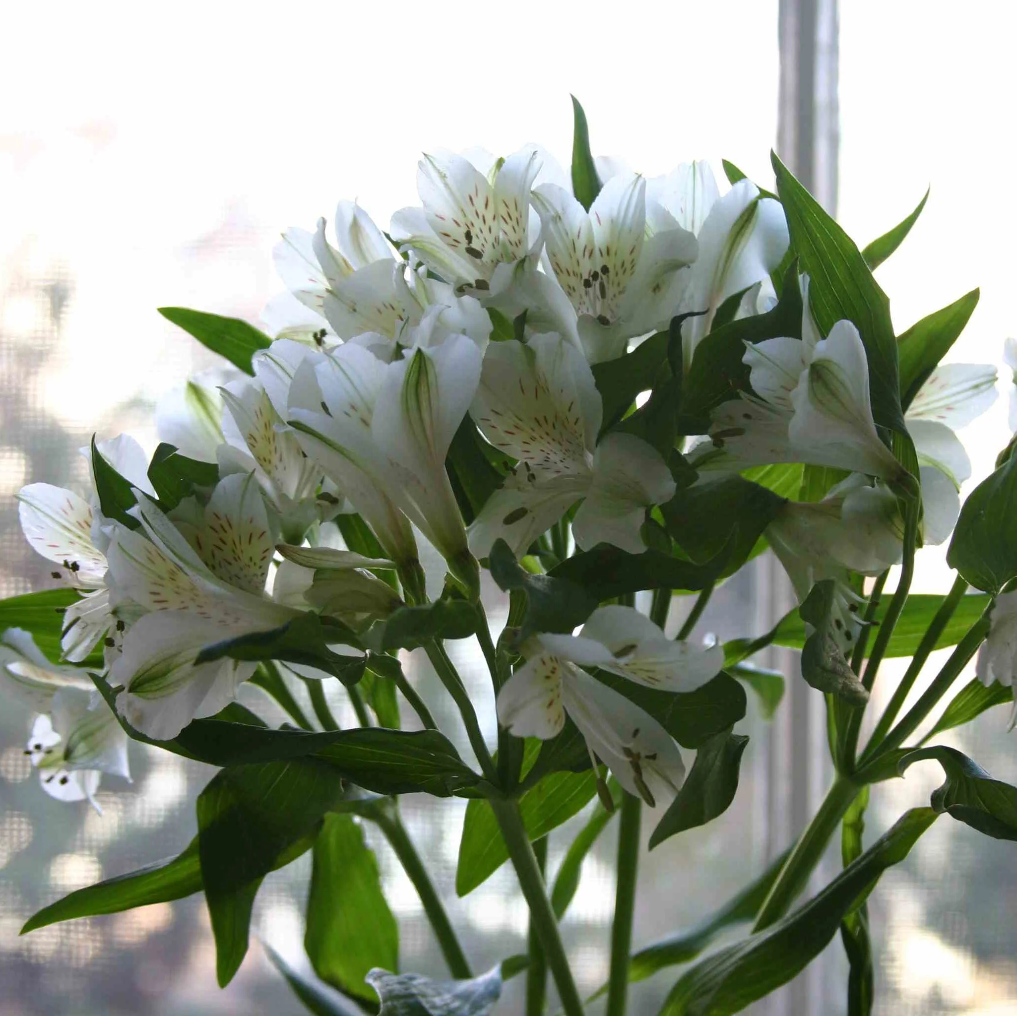 Remedies, Wellness & Cures