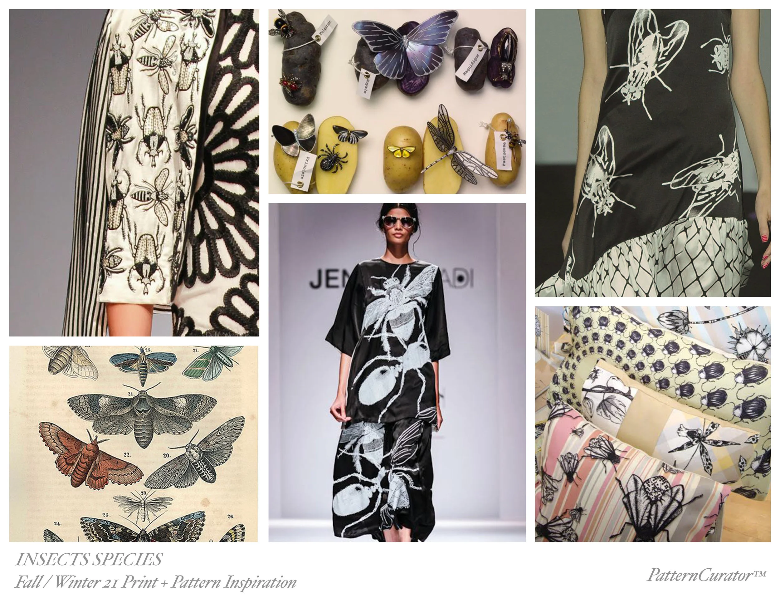 INSECT SPECIES-FW21.jpg