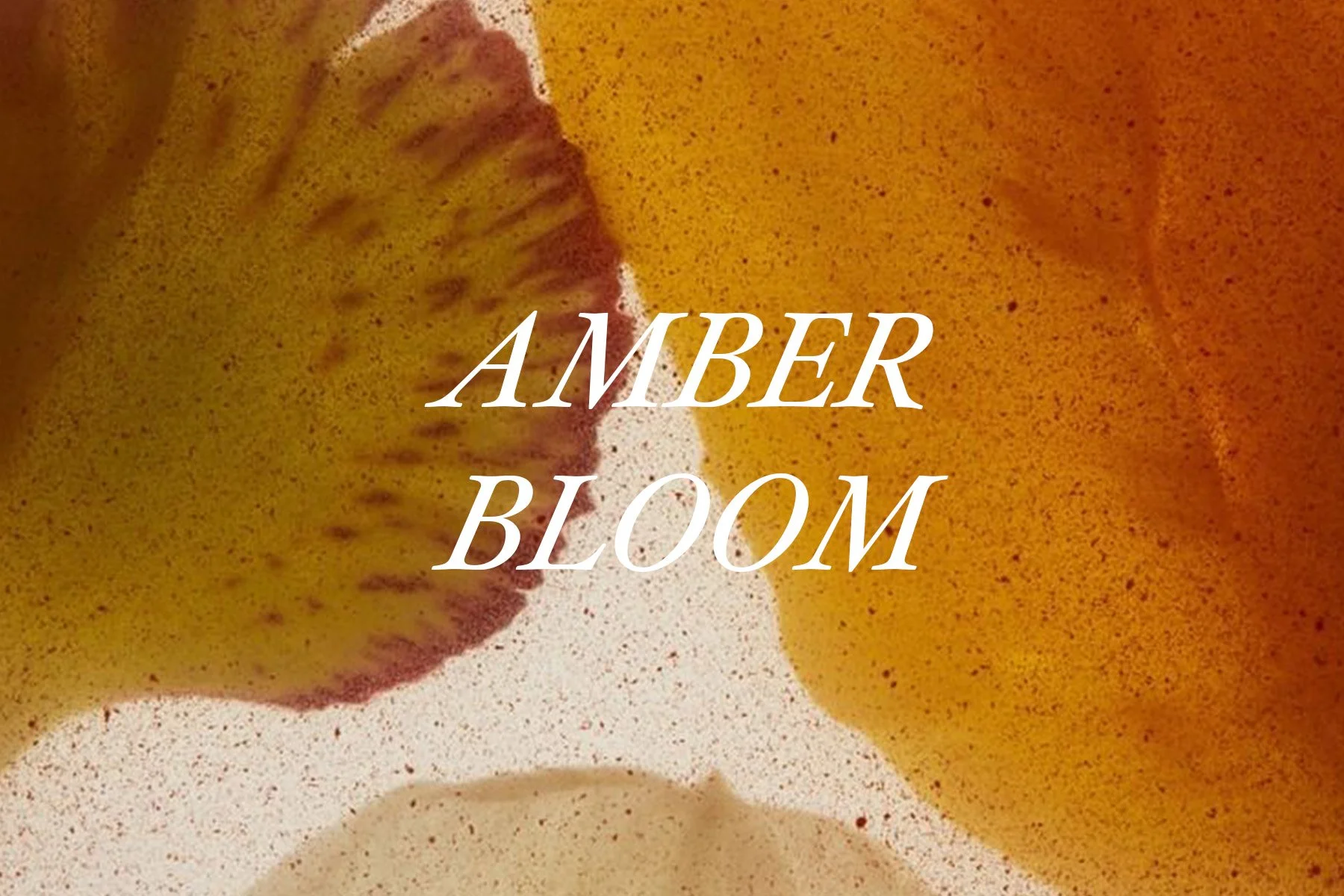 AMBER BLOOM-COVER.jpg