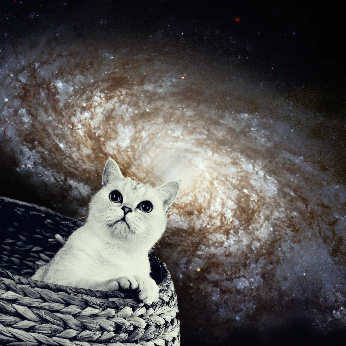 cat-galaxy.jpg