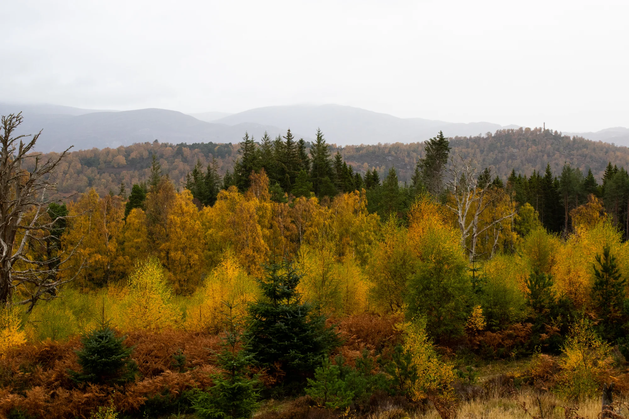 walking-whisky-wellness-cairngorms-dept-2.jpg