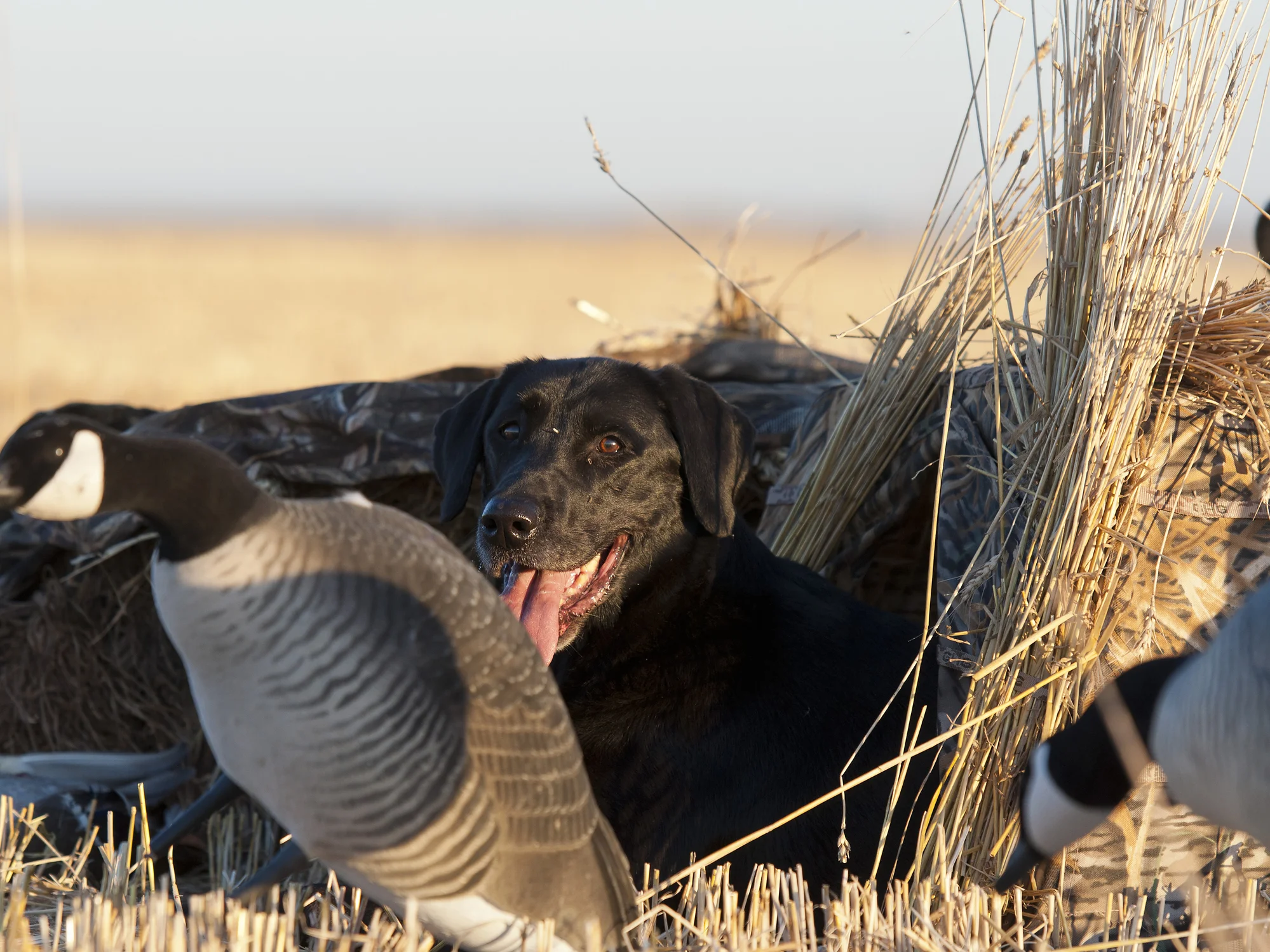Black-Labrador-Retriever-531614908_2003x1502.jpeg