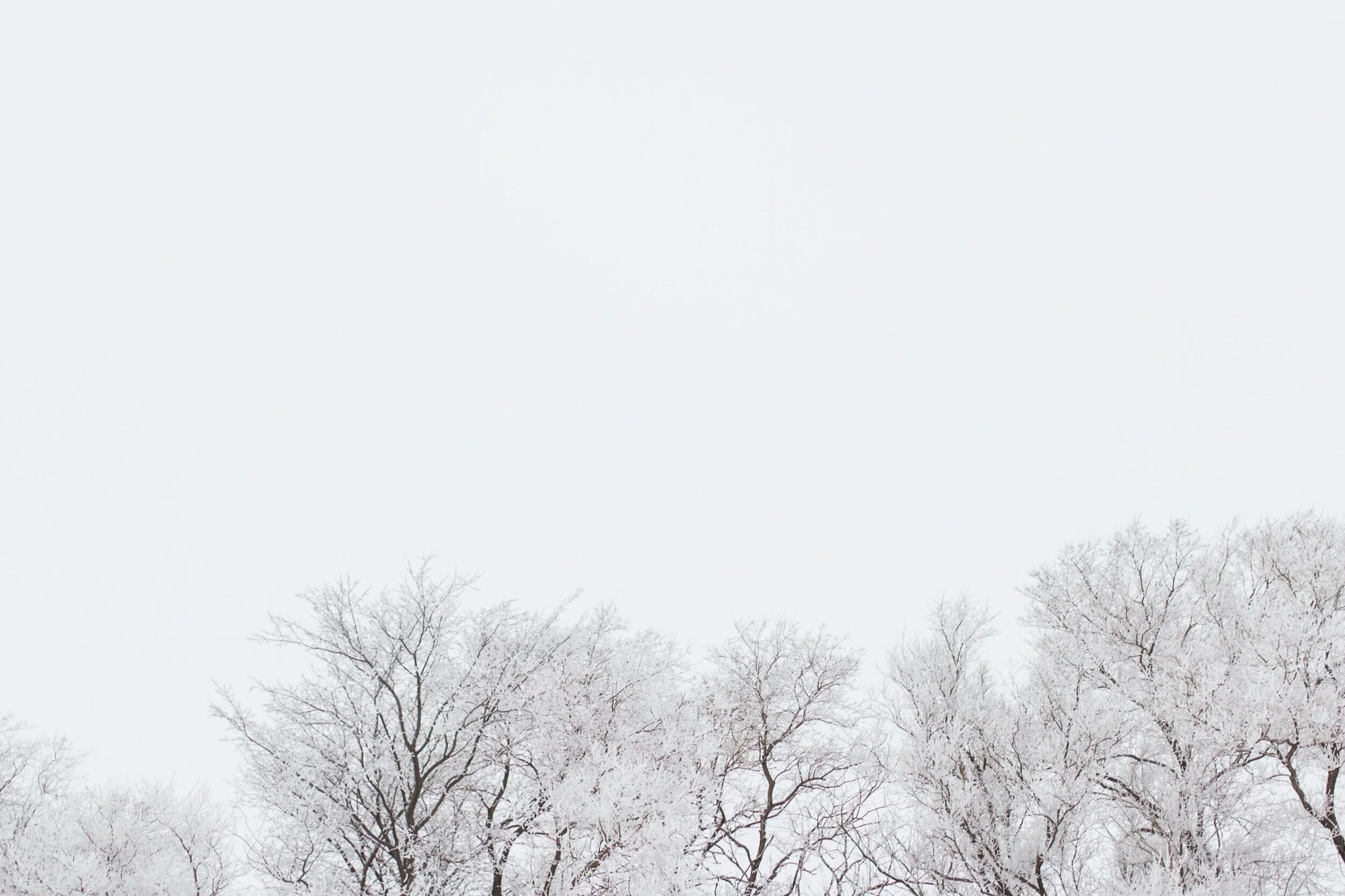 snow-covered-trees-in-a-white-sky.jpg