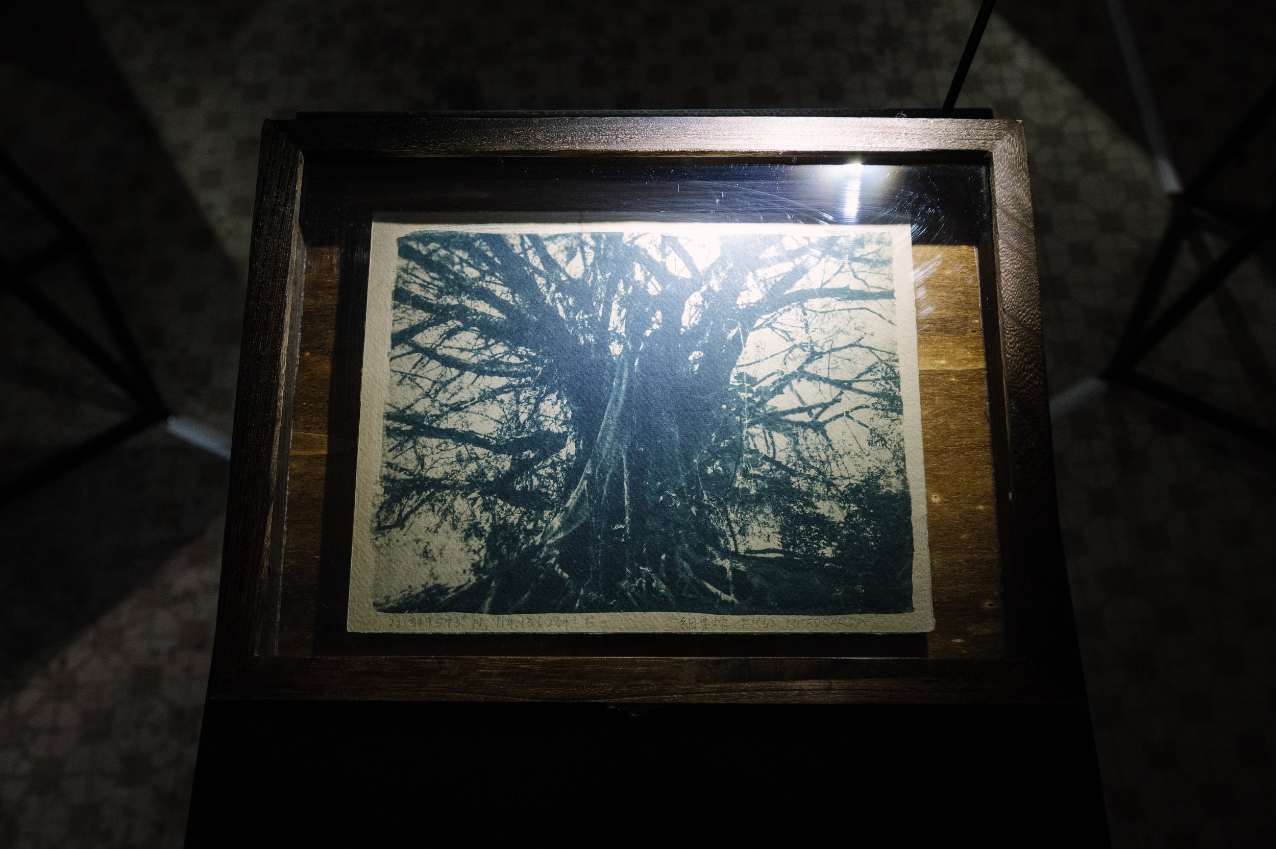 Chinese Banyan 細葉榕