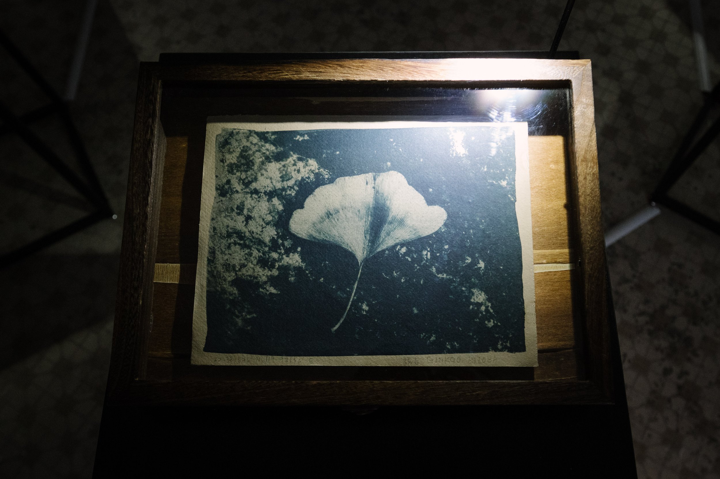 Ginkgo Biloba 銀杏