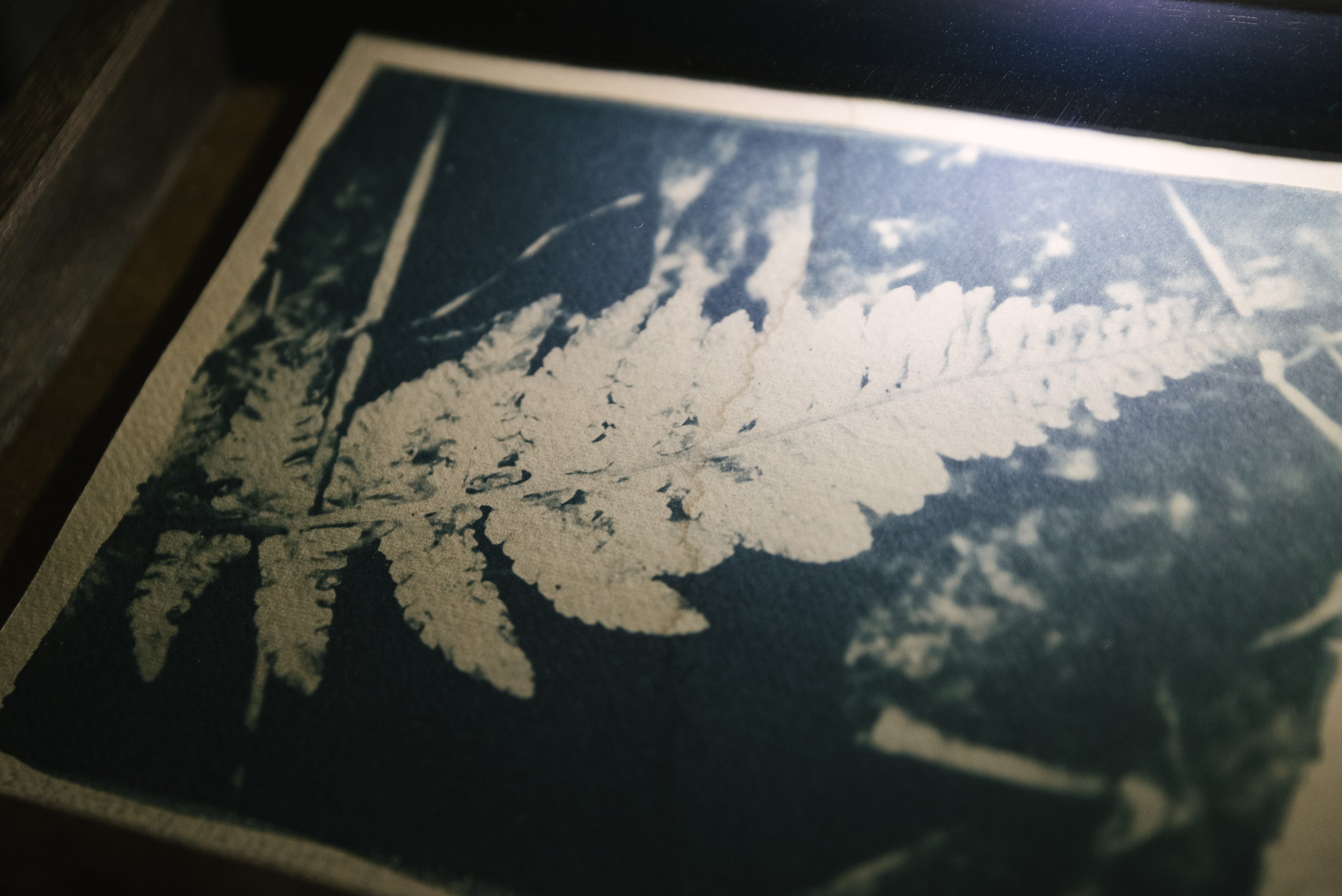 A fern 蕨類植物