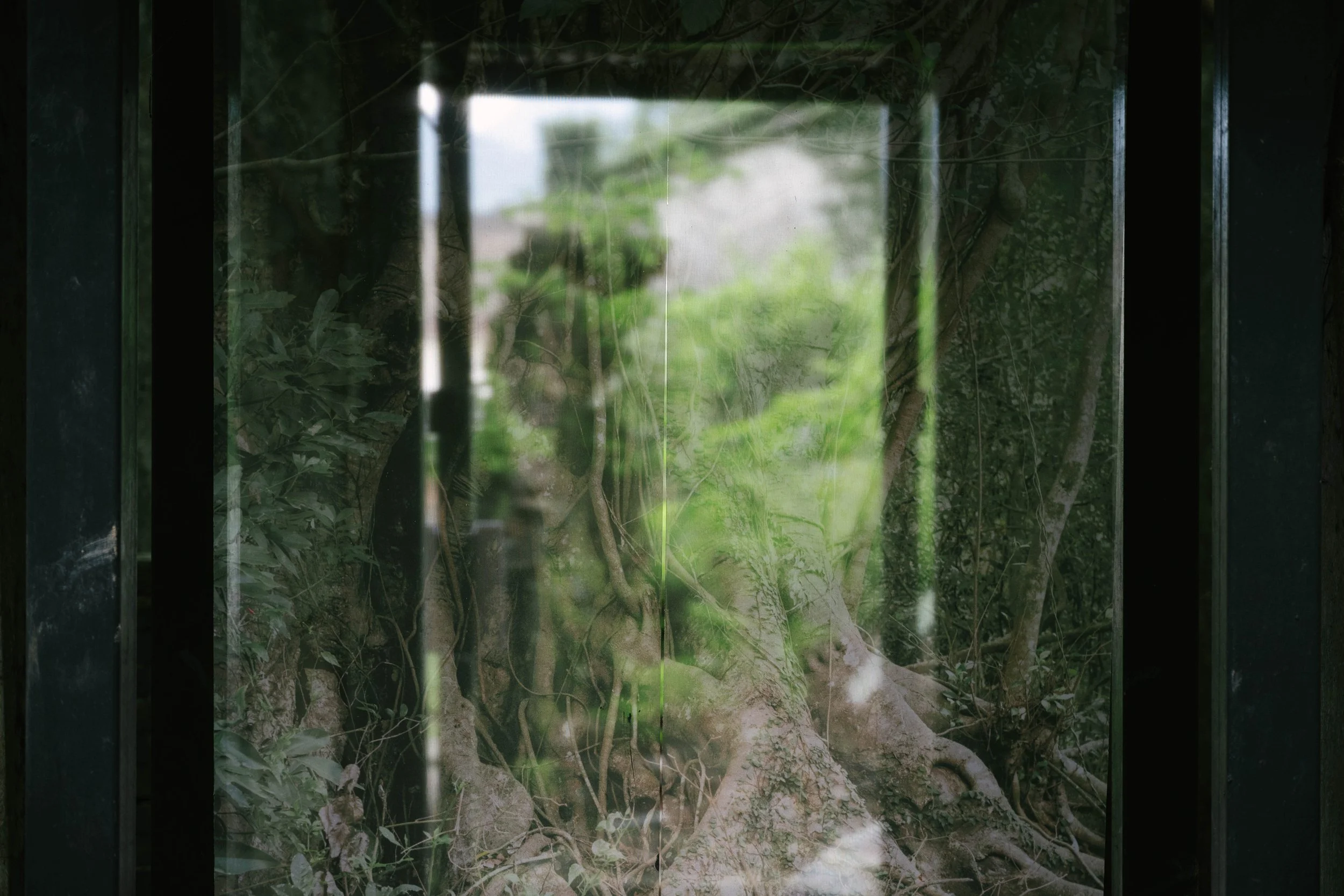 20260523-Where Roots Take Hold-5.jpg
