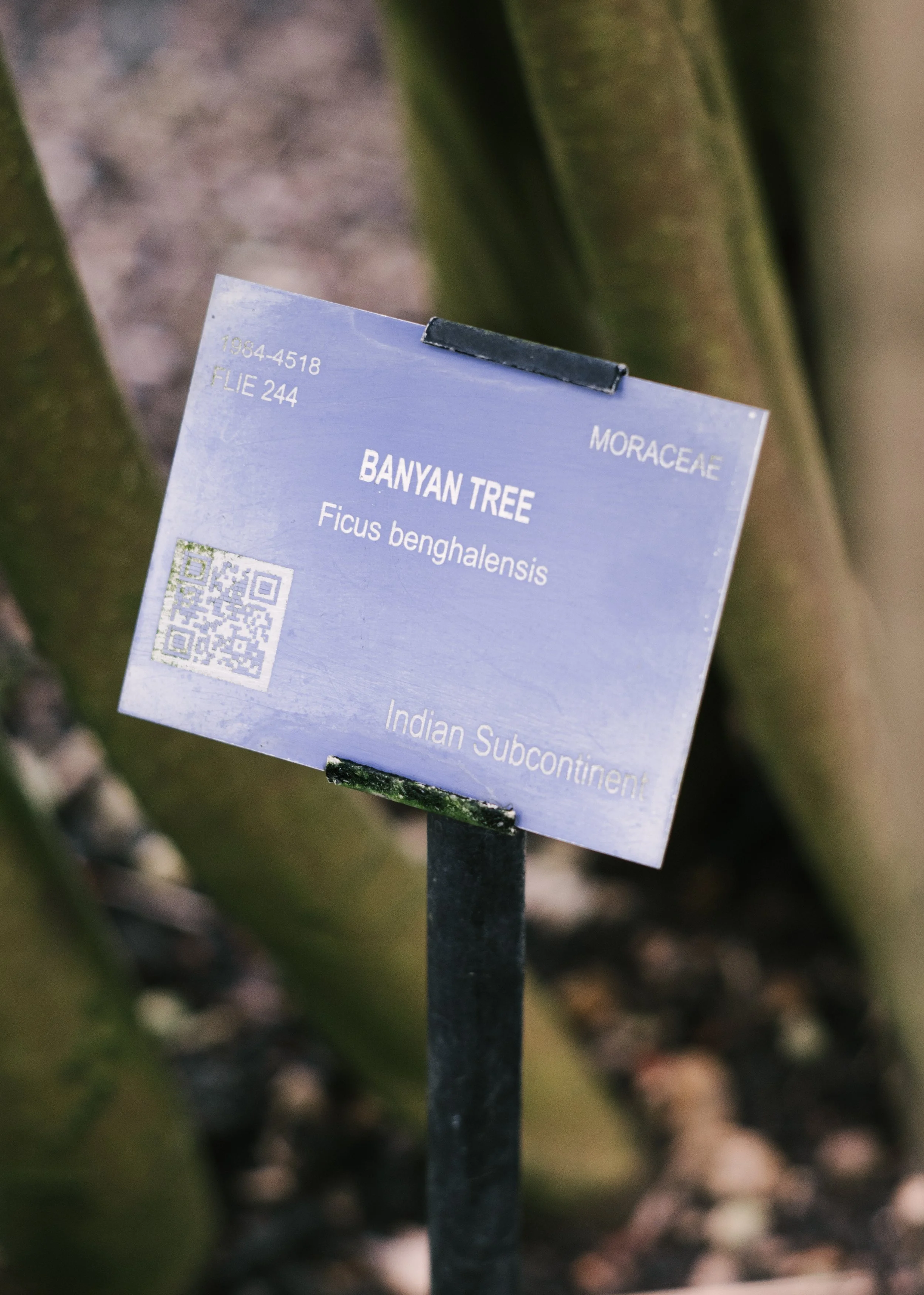 2_Banyan Info Sign in Palm House.jpg