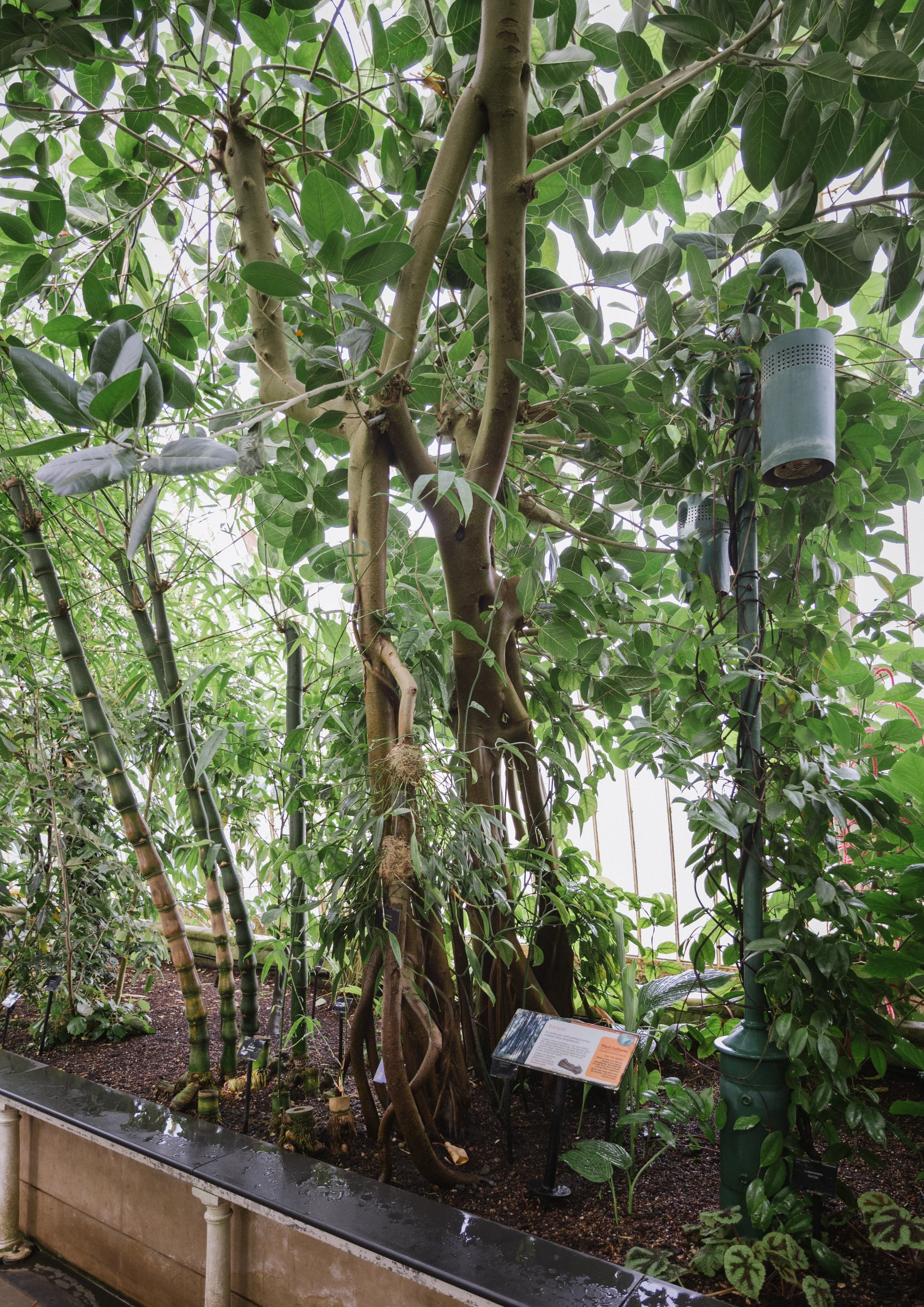 4_Banyan in Palm House.jpg