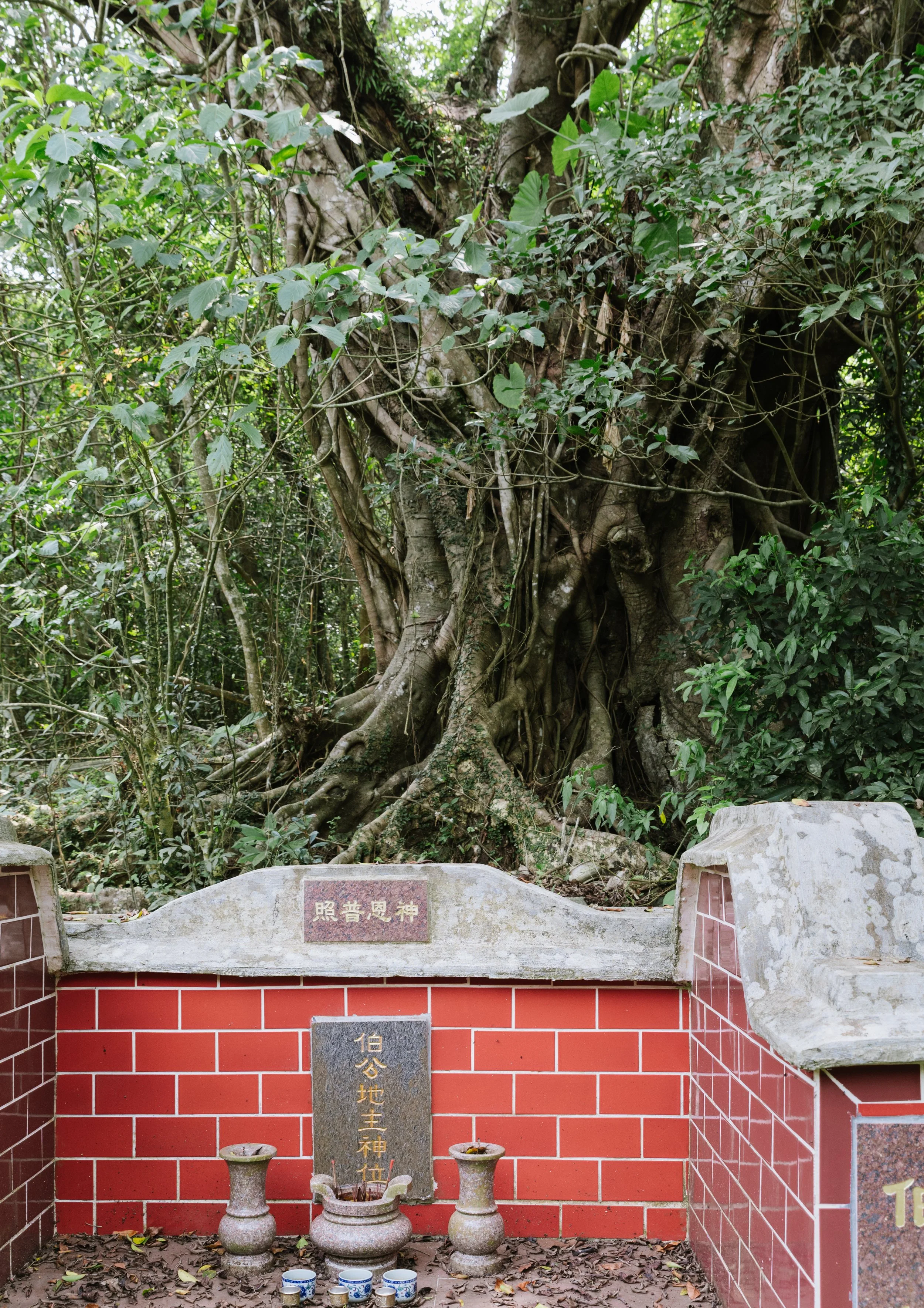 Bak Gong Tree.jpg