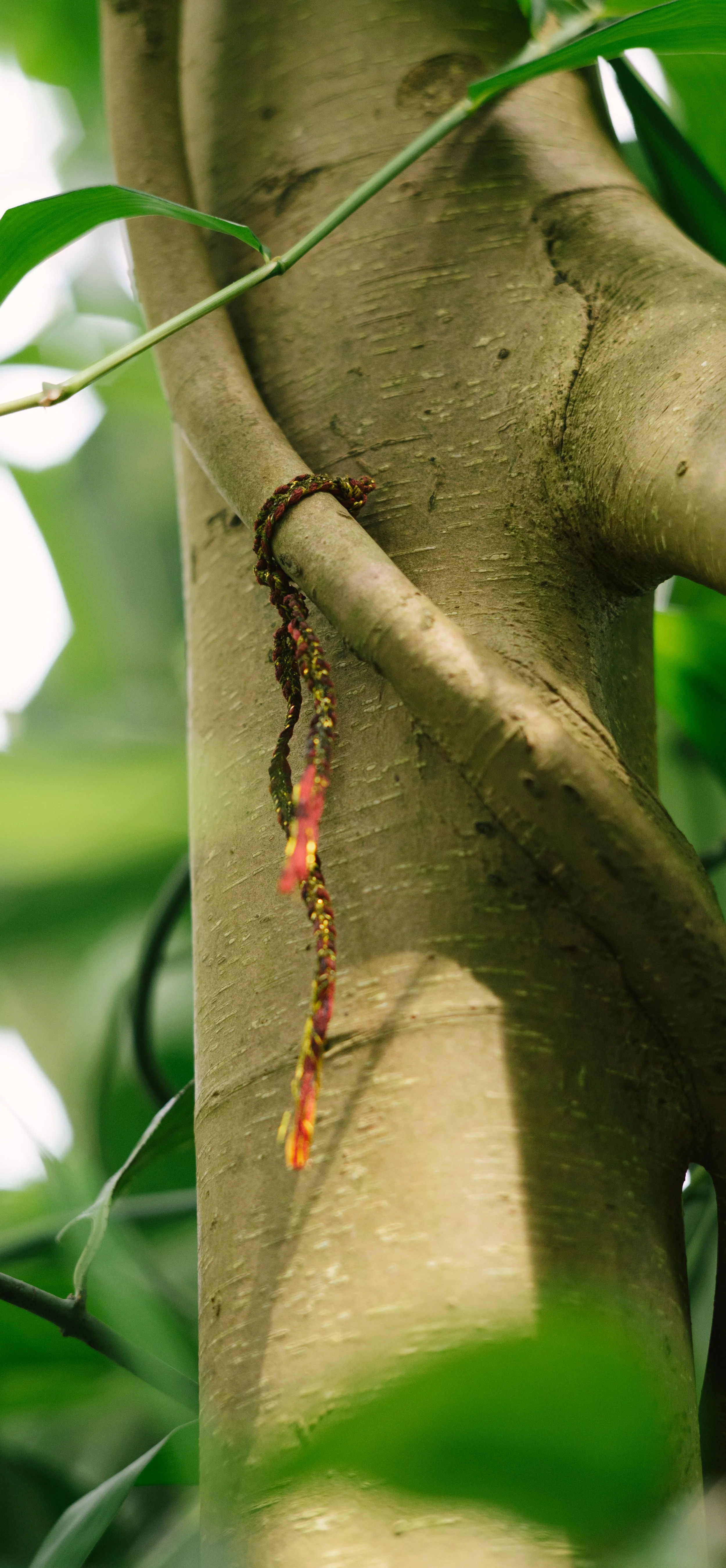 Banyan at Kew_Offering_Fabric Print 2.jpg