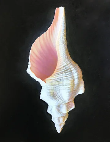 Horse Conch