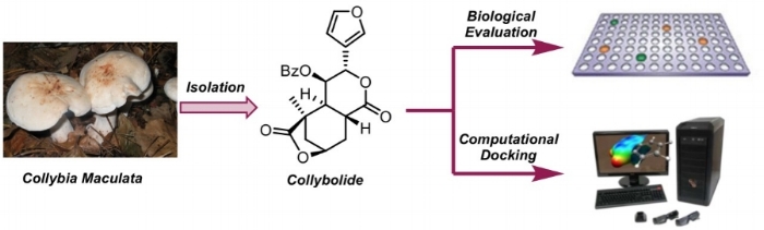 Collybolide Image.jpeg
