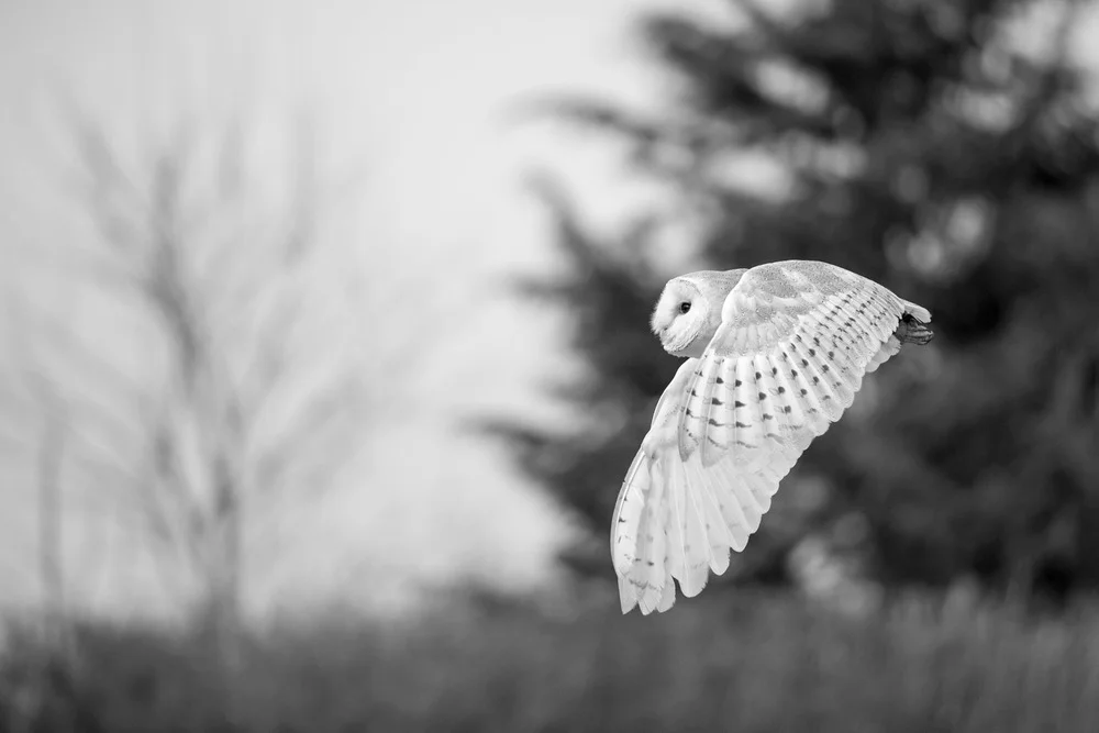 Owl.jpg