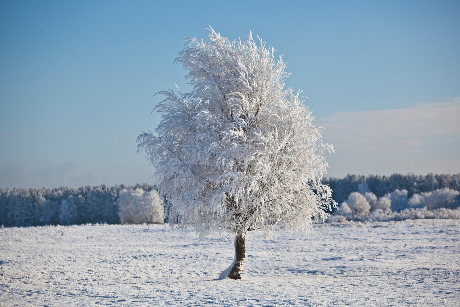 Snow+Tree.jpg