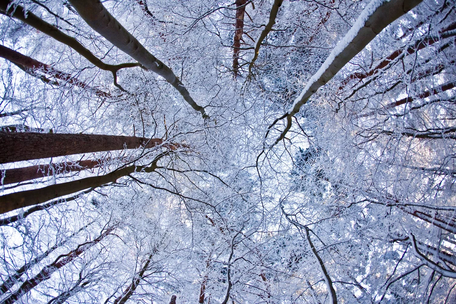 trees.jpg
