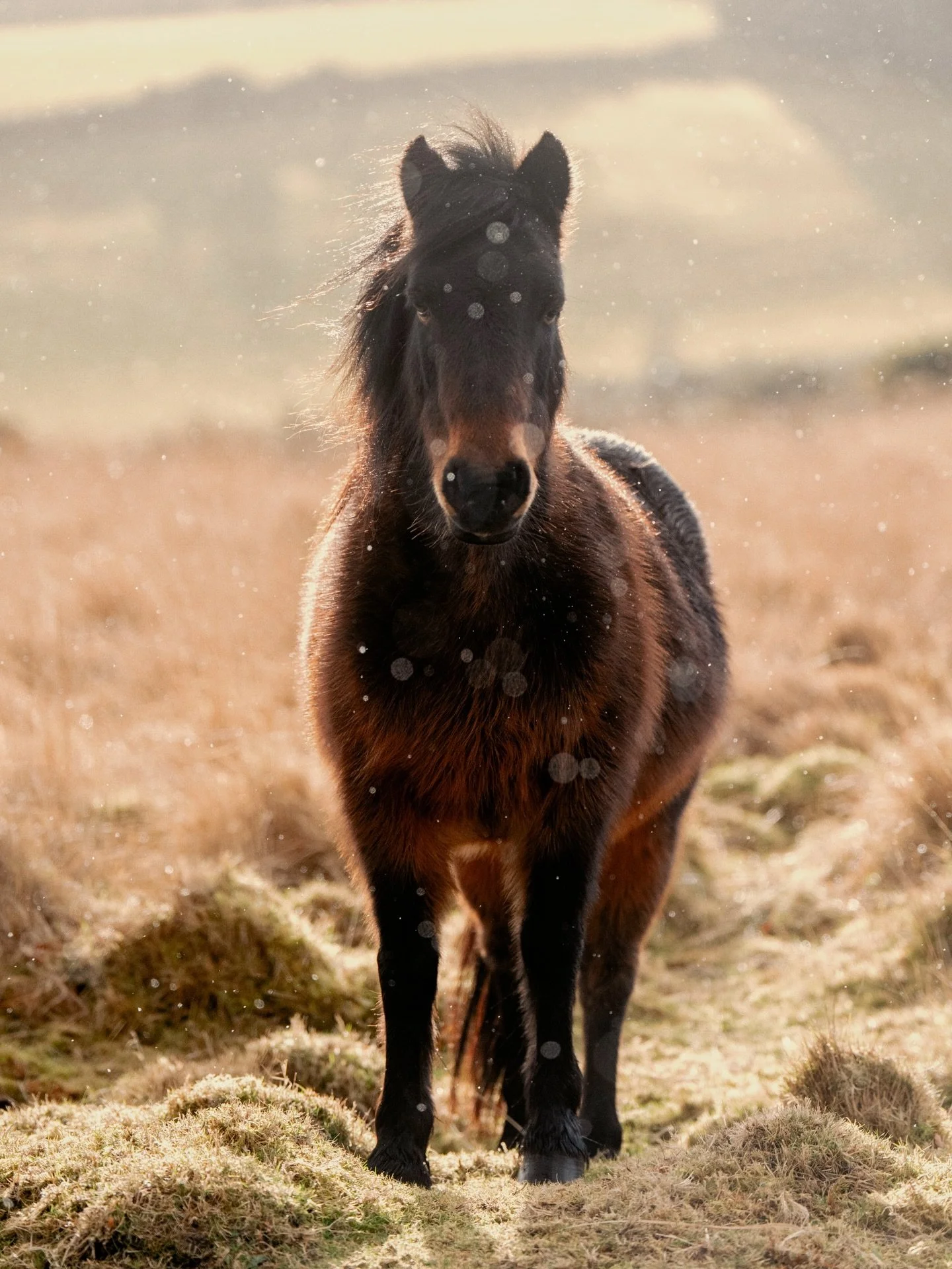 We were driving through the moors and spotted a few ponies - this one decided to come right up to us.

#sonyalpha