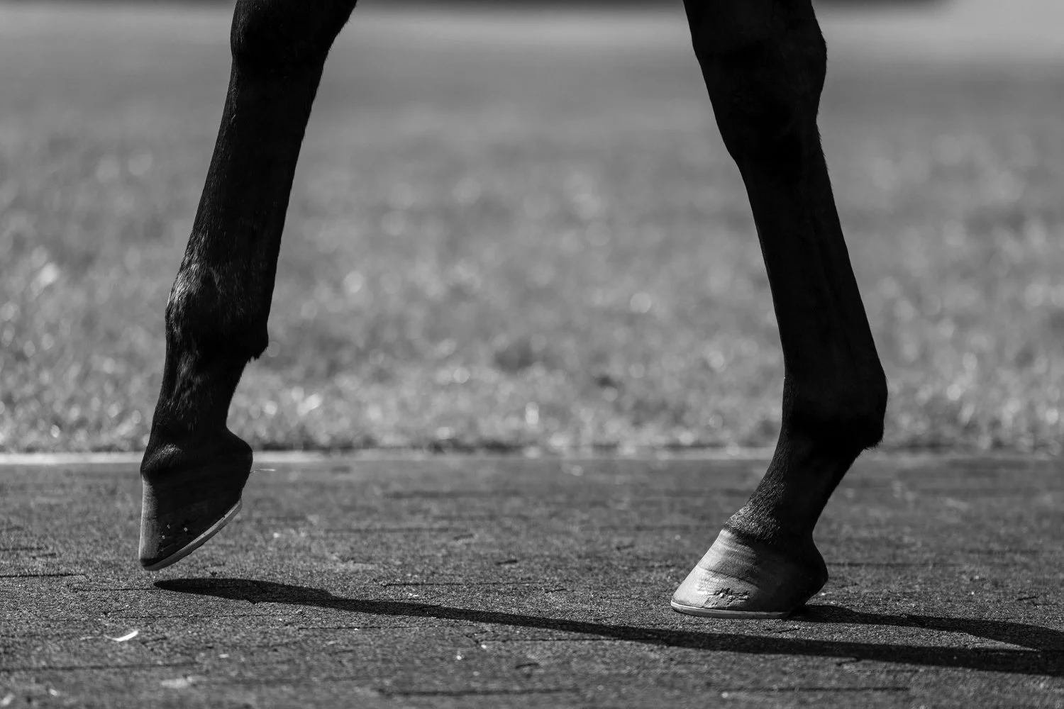 ©Louis James-Parker-01677.jpg