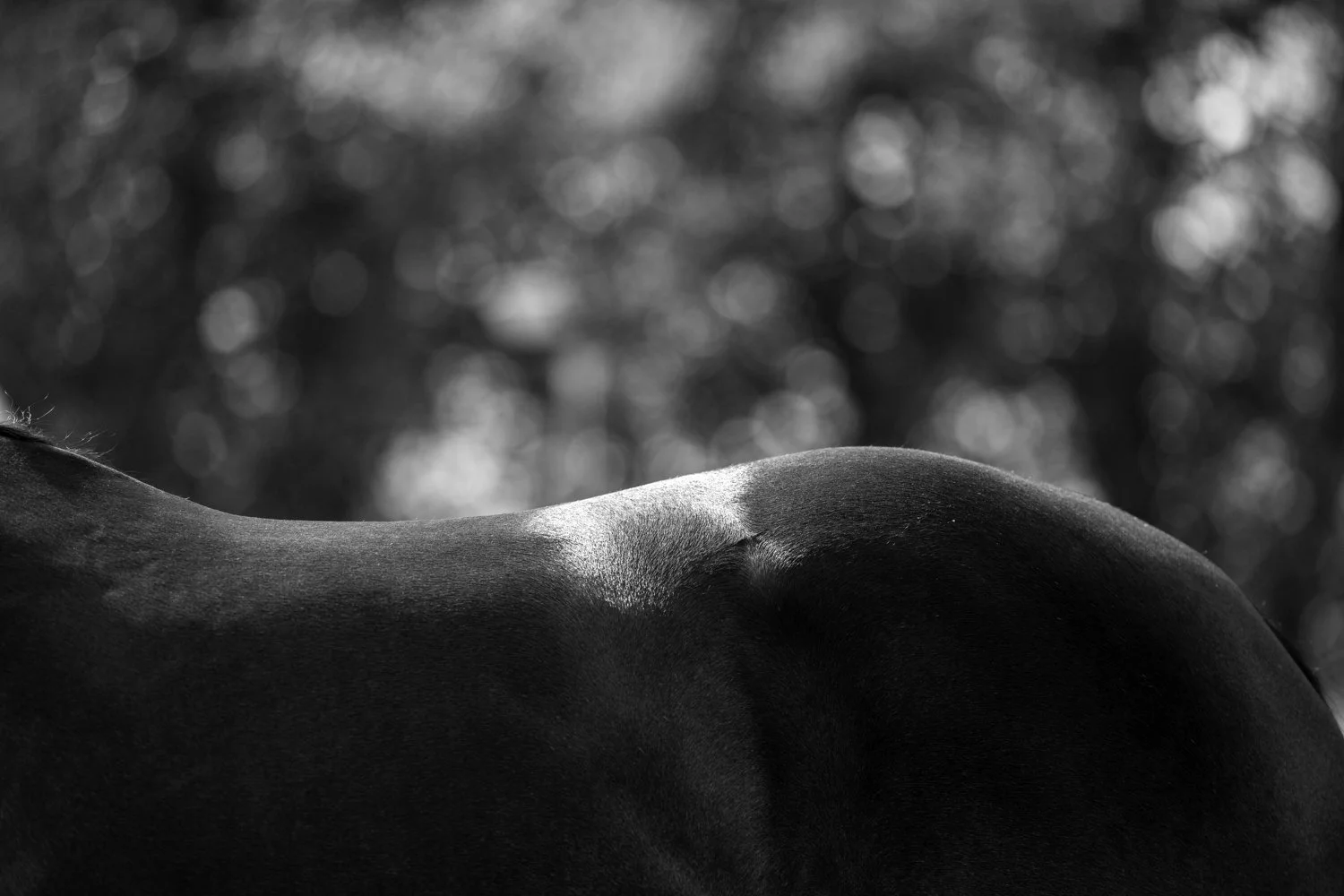 ©Louis James-Parker-01679.jpg