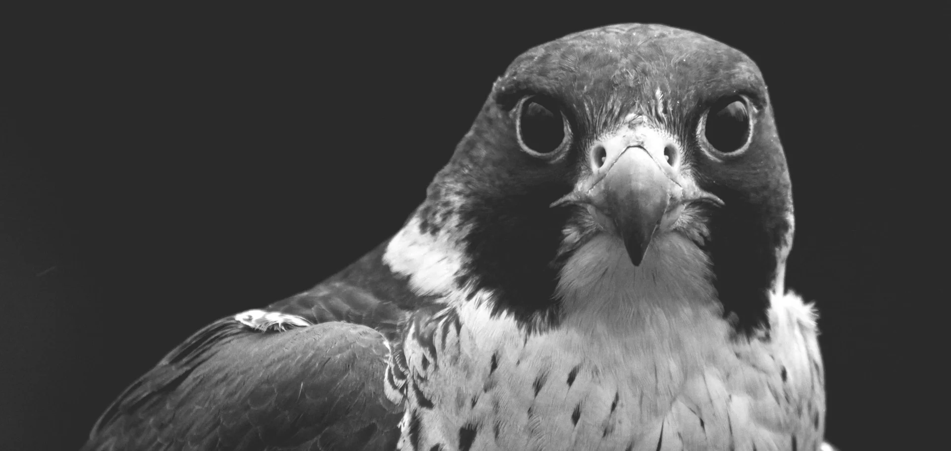 Falcon Series — Phoenix Door Systems