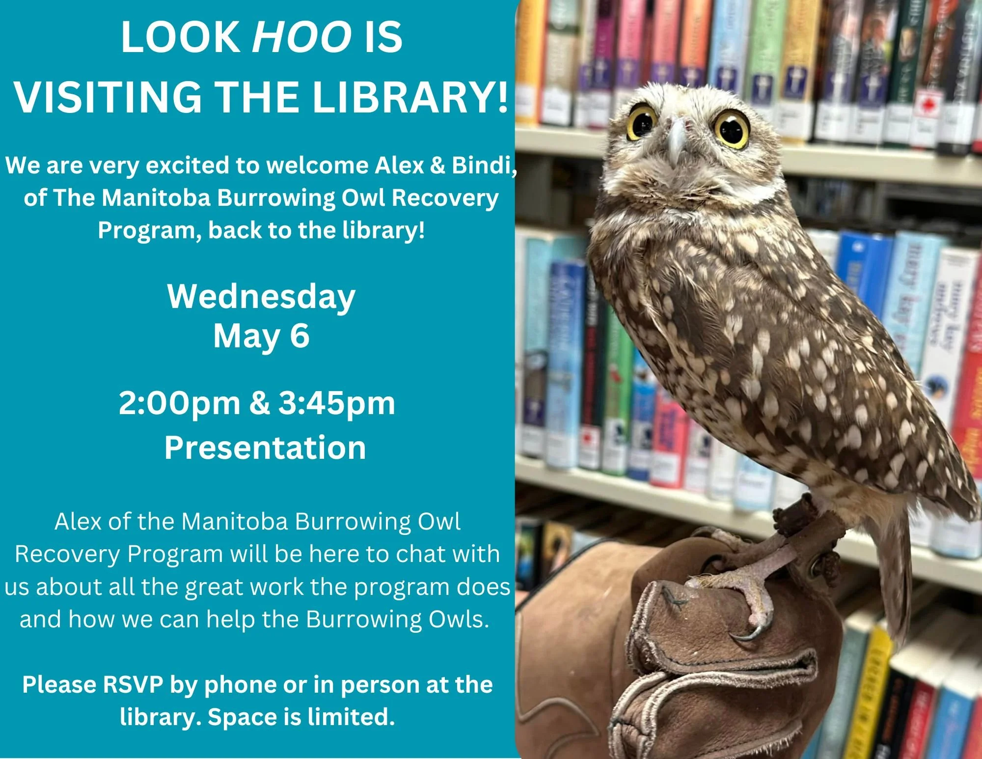 One week till Alex &amp; Bindi swoop into the library&mdash;we&rsquo;re owl kinds of excited! 🦉✨
There&rsquo;s still time to RSVP and meet the cutest burrowing owl in Southwest Manitoba! 💛