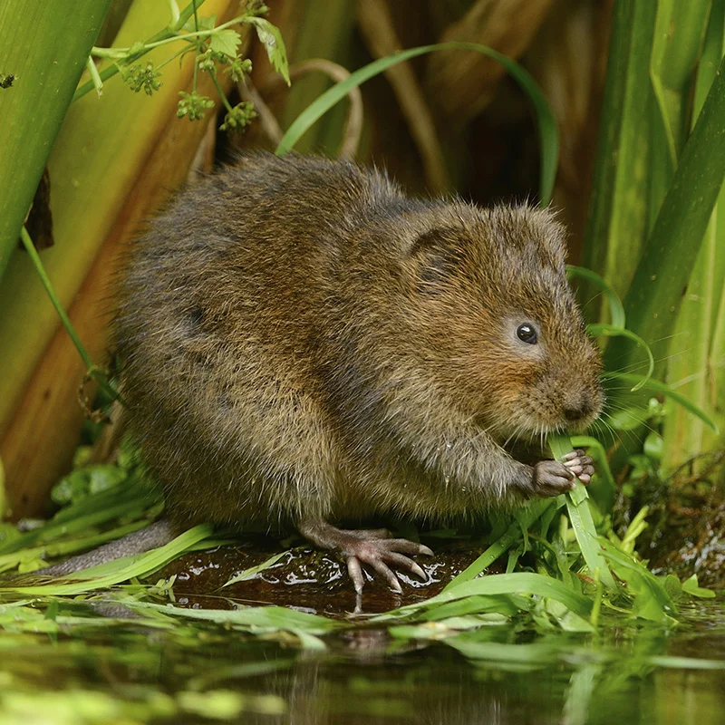 water vole.jpg