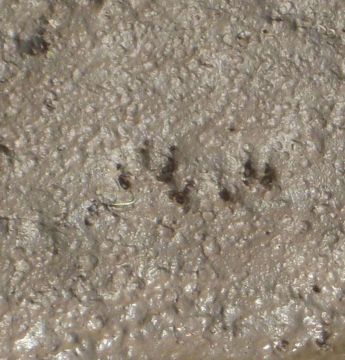 otter prints.jpg