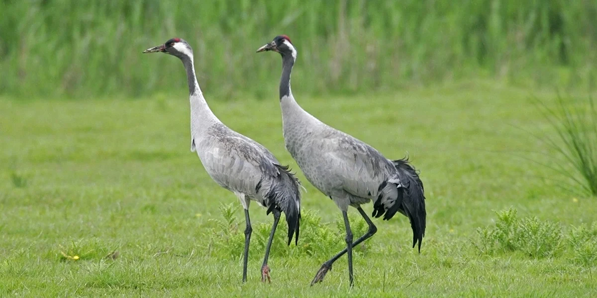 cranes2.jpg