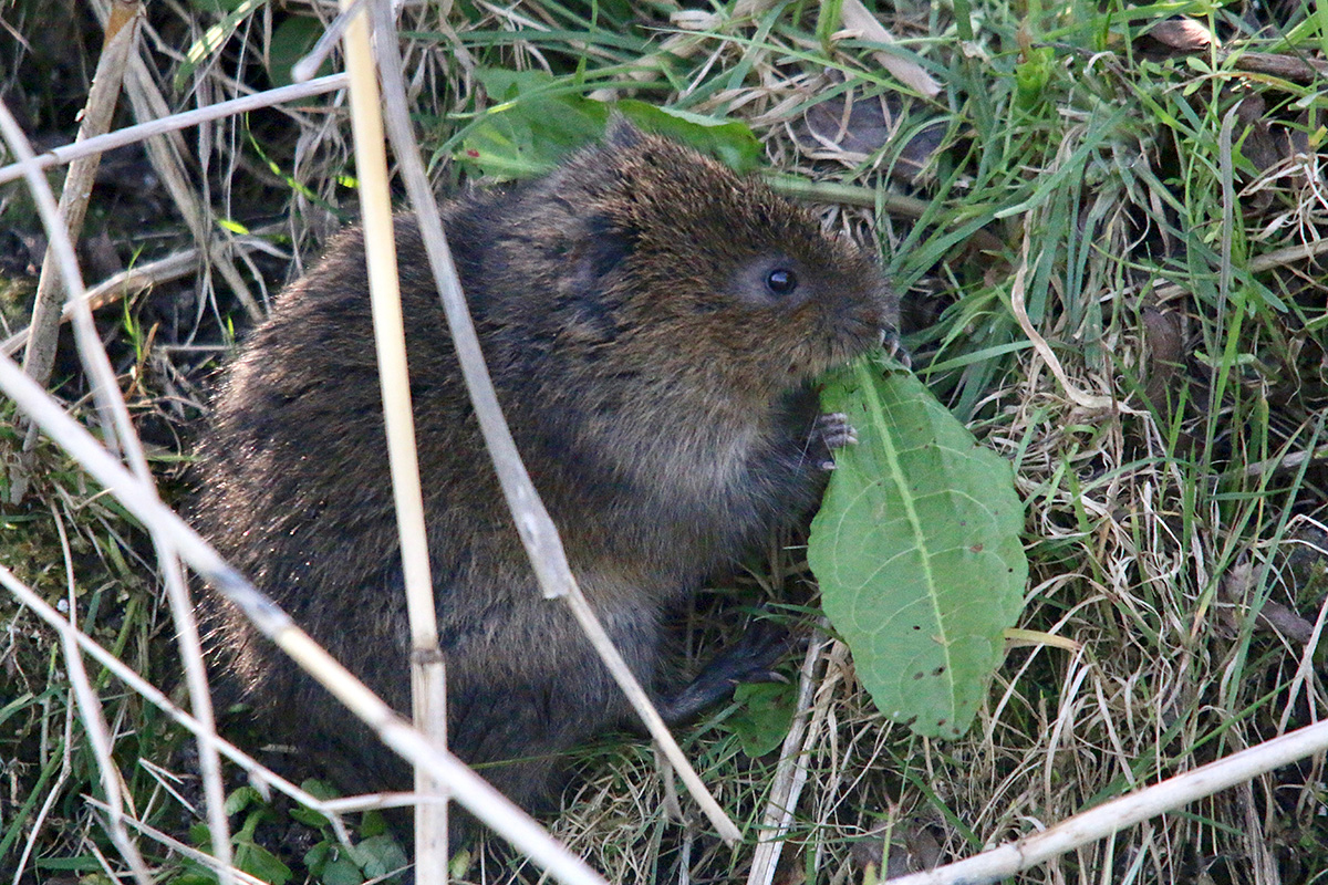water vole6.jpg