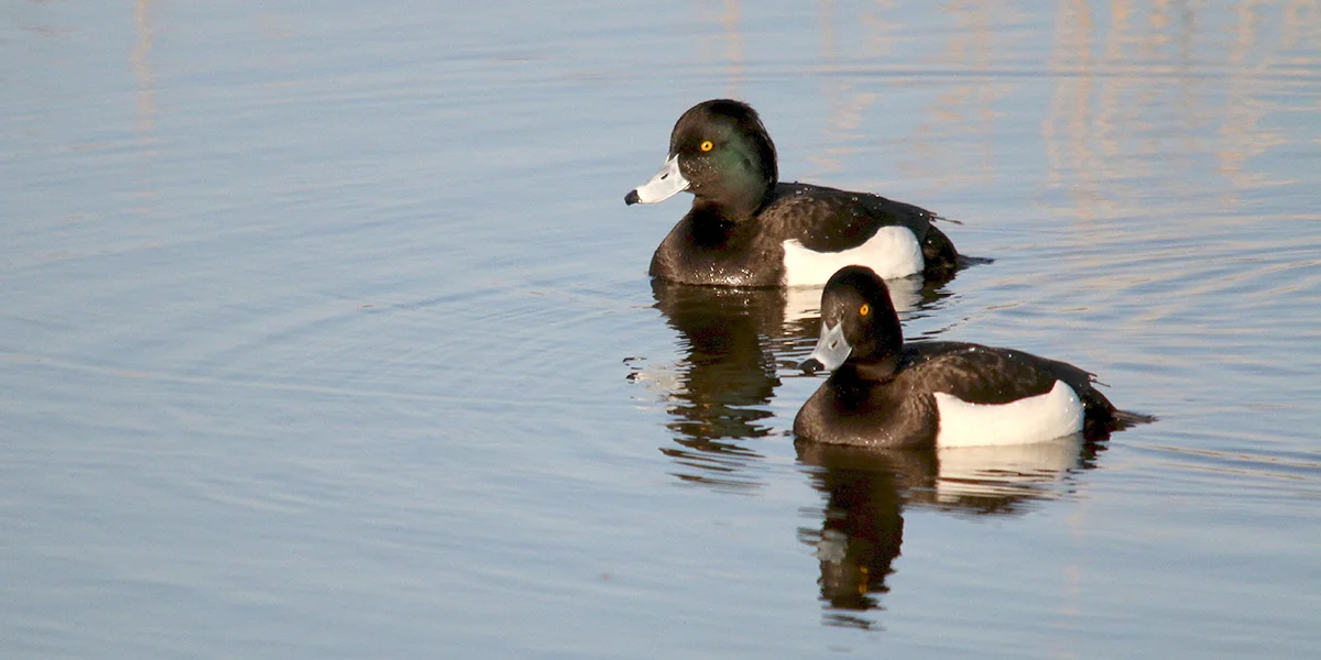 tufted ducks.jpg