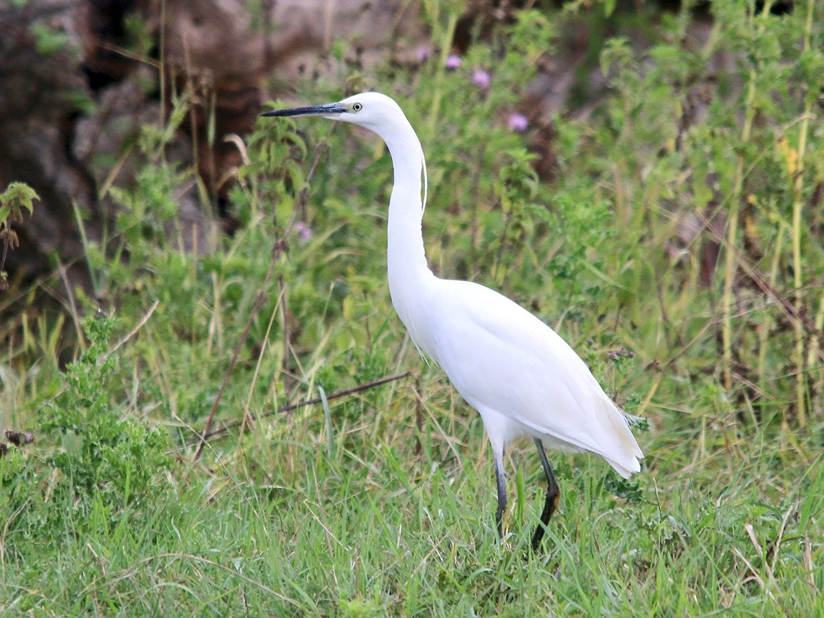 egret.jpeg