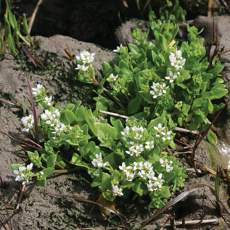 Llwylys Cyffredin (C Harris)