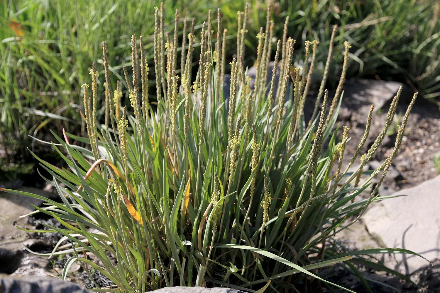 Llyriad arfor (C Harris)