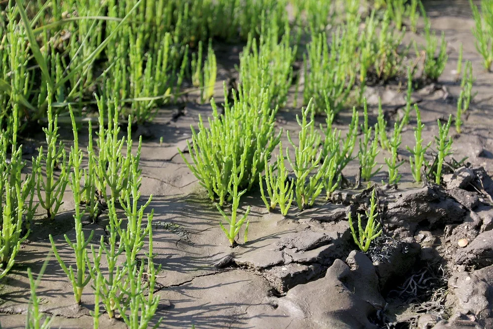 Llyrlys cyffredin (C Harris)