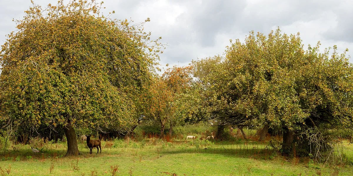 Oriel Lefelau Byw — Lefelau Byw