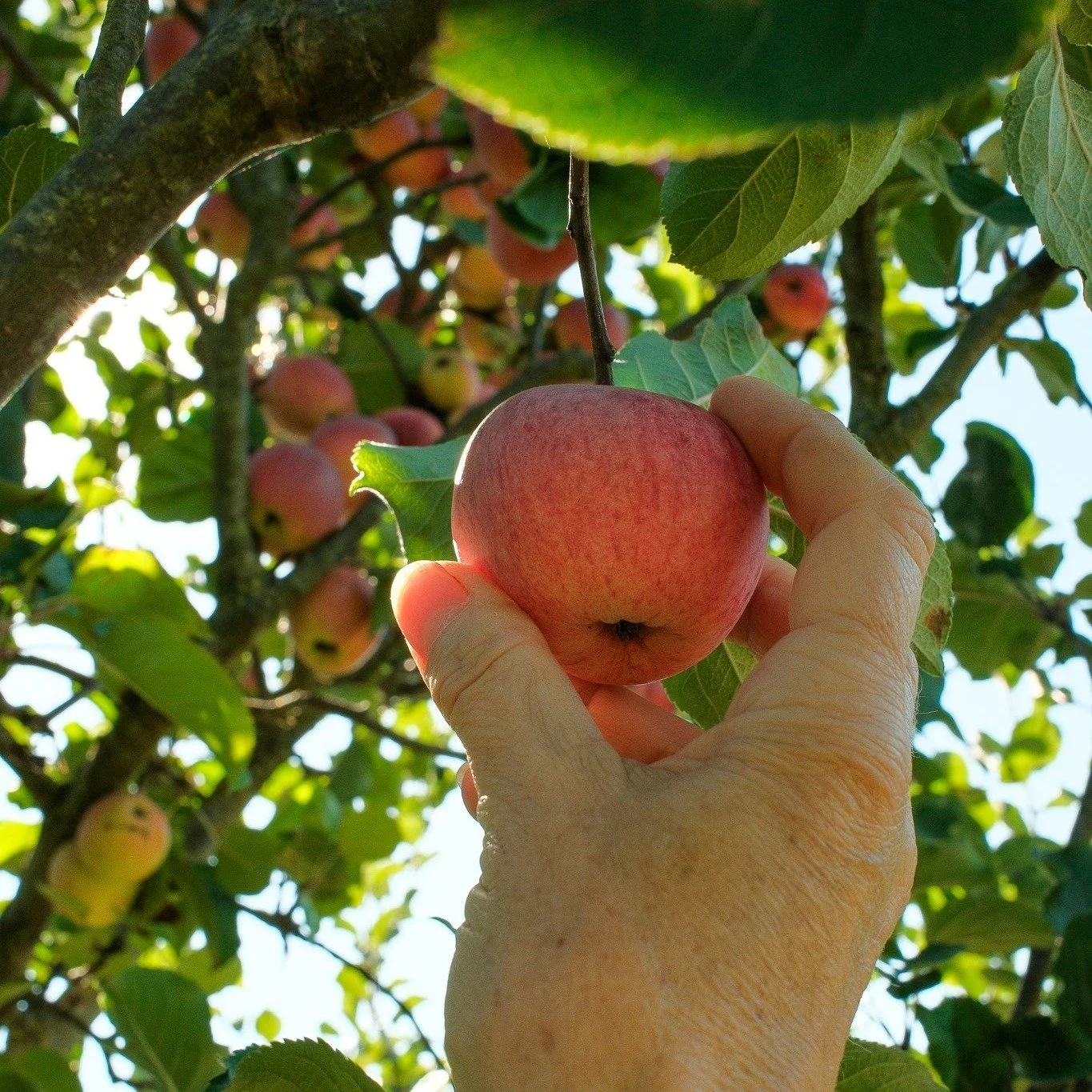 It&rsquo;s apple season! 🍏 

For this weeks #LevelsLocation we think you should head to Magor &amp; Undy Community Orchard🌳... it's bursting with native apple varieties, perfect for picking, foraging, or perhaps even your own cider-making adventure