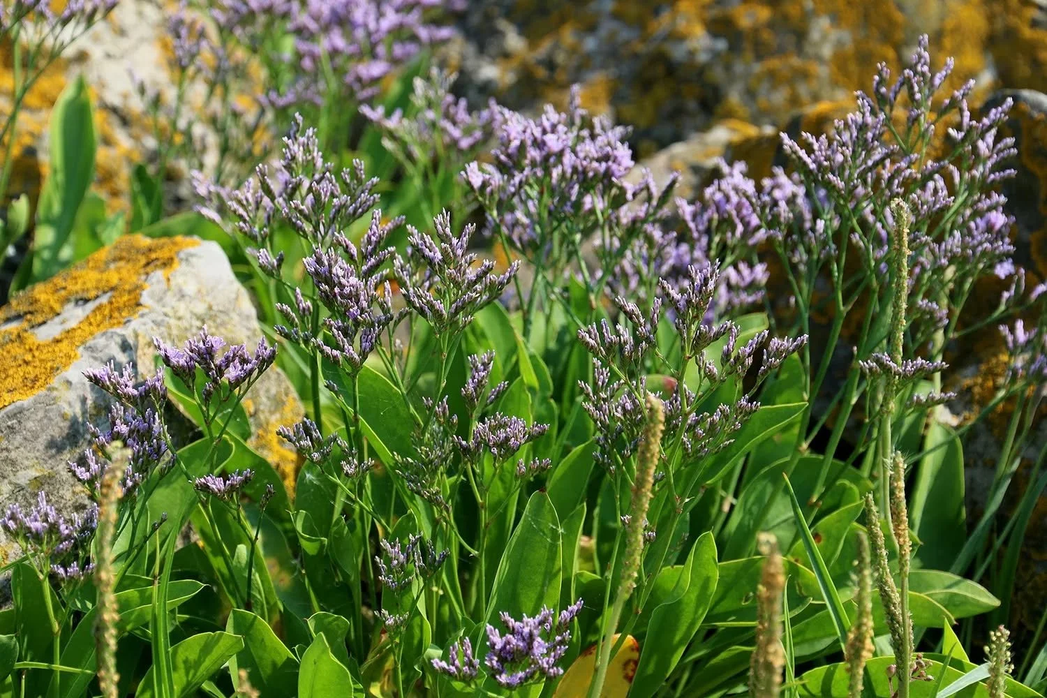 Experience wide open skies, salty air, and the last blooms of sea lavender for this weeks #LevelsLocation down on the Peterstone Wentlooge Marshes🌊🪻

Find out more about saltmarshes and how specialist species survive in this harsh habitat - https:/