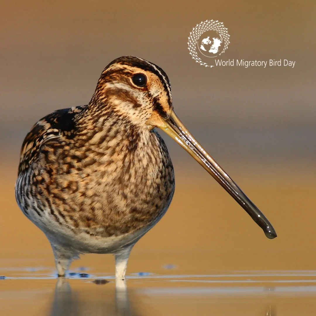 It&rsquo;s #WorldMigratoryBirdDay 🌍 

Each autumn, the Gwent Levels and Severn Estuary become a vital pit-stop for migratory ducks and waders flying in from Scandinavia and Northern Europe🦆🪿🦢 
Teal, wigeon, curlew and lapwing touch down to feast 