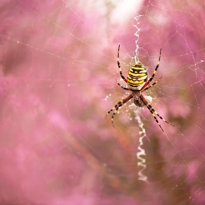 Halloween&rsquo;s eight legged icons 🕷️ 

They skitter through haunted houses, dangle from witches&rsquo; hats, and lurk in the shadows... spiders are the ultimate spooky stars of the season! 👻⭐

But behind the cobwebs, these eight-legged engineers