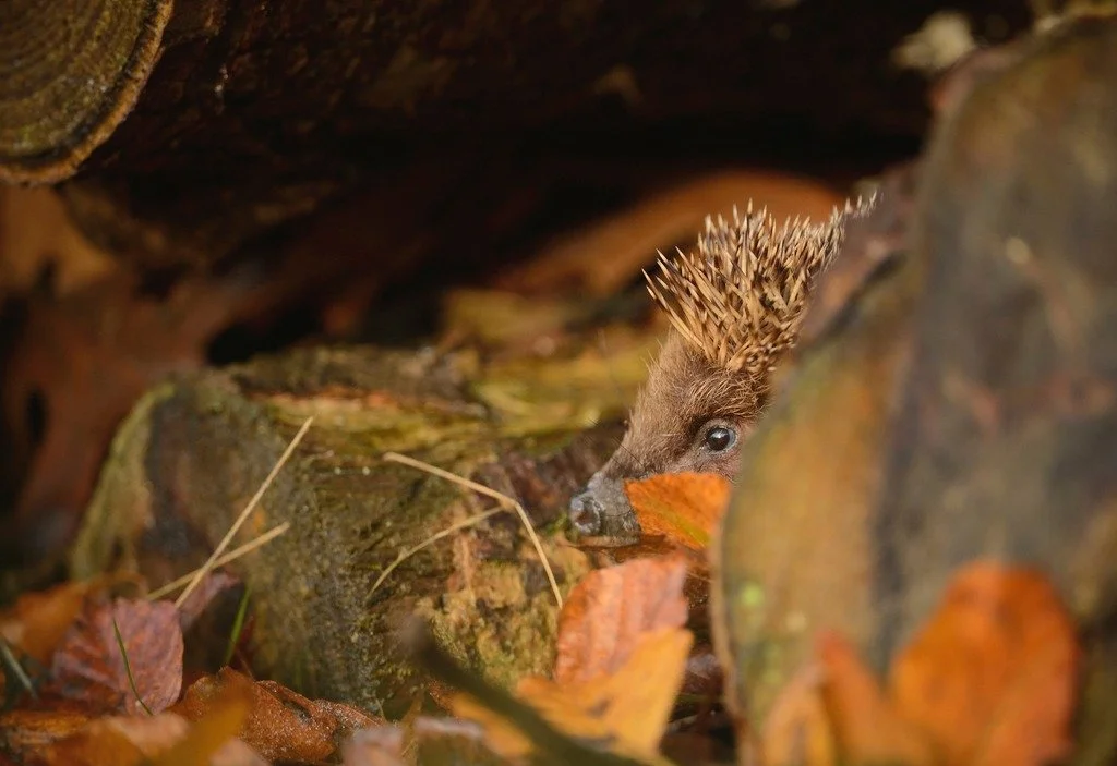 Celebrating #BonfireNight?🎇 
 
Before lighting your bonfire, don&rsquo;t forget to check thoroughly for mammals, such as #hedgehogs, who may have decided your bonfire pile is the perfect hibernation spot! 🦔🍂 

📸- Ben Andrew (rspb-images.com)