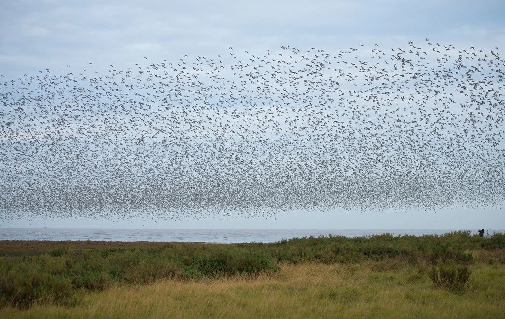 A murmuration is the collective noun for a group of starlings - it&rsquo;s also the term given to describe their spectacular aerial displays!🐦&zwj;⬛🪶

But did you know starlings aren&rsquo;t the only ones that perform these synchronised flying rout